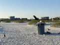 Trash can birds on the beach. crow and seagull on a garbage can on the coast of the mexico gulf. Florida Royalty Free Stock Photo