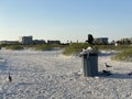 Trash can birds on the beach. crow and seagull on a garbage can on the coast of the mexico gulf. Florida Royalty Free Stock Photo