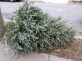 Trash Day for Christmas Trees