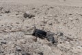 Trash and debris dumped at the south Salton Sea shore in Niland, California