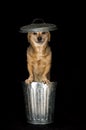 Trash dog Royalty Free Stock Photo