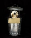 Trash dog Royalty Free Stock Photo