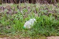 Trash empty plastics bottle lies in the green grass of the forest. concept ecology and recycle