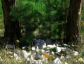 Trash in the forest. Environmental contamination