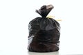 Trash, black garbage bag full and tied isolated against white background Royalty Free Stock Photo