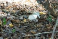 Trash left on the ground in a state park