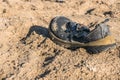 Trash shoe washed up on the beach