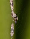 Trashline Orbweaver Royalty Free Stock Photo