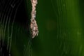 Trashline Orbweaver Royalty Free Stock Photo