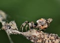 Trashline Orbweaver spider (Cyclosa turbinata) camouflaged on webbed insect husks.