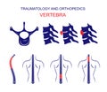 TRAUMATOLOGY AND ORTHOPEDICS. The SPINE. VERTEBRA.