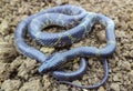 Travancore wolf snake, Lycodon travancoricus, Satara, Maharashtra