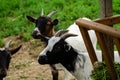 travel animal evening goat zoo Royalty Free Stock Photo