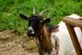 travel animal evening goat zoo Royalty Free Stock Photo