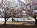 Cherry trees in Odaiba