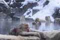 Travel Asia. Monkeys soaking Onsen at hakodate is popular hot spring. Monkey family on Hakodate Mountain in Japan Royalty Free Stock Photo