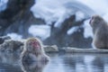 Travel Asia. Red-cheeked monkey. Monkey in a natural onsen hot spring , located in Snow Monkey. Hakodate Nagano, Japan Royalty Free Stock Photo