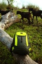 A travel back bag on the dried tree.