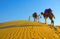 Cameleers with camels walking on golden sand dunes Royalty Free Stock Photo