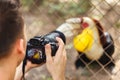 Travel backpacker photographer with camera in hand make photo animals in zoo Royalty Free Stock Photo