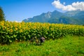 Travel bicycle on the background of sunflower field