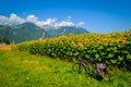 Travel bicycle on the background of sunflower field