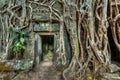 Ancient stone door and tree roots, Ta Prohm temple, Angkor, Camb Royalty Free Stock Photo