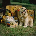 Travel companions, a dog and cat with their luggage suitcases