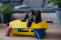 Travel concept with dog sitting on suitcase. life with animals concept - wanderlust people traveling the world Royalty Free Stock Photo