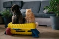 Travel concept with funny dog and cat sitting on suitcase. life with animals concept