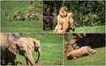 Travel concept with photos collage wild african animal Royalty Free Stock Photo