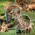 Travel concept with photos collage wild african animal Royalty Free Stock Photo