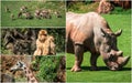 Travel concept with photos collage wild african animal Royalty Free Stock Photo