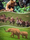 Travel concept with photos collage wild african animal