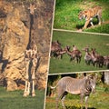 Travel concept with photos collage wild african animal