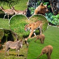 Travel concept with photos collage wild african animal