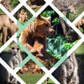 Travel concept with photos collage wild african animal