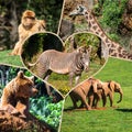 Travel concept with photos collage wild african animal Royalty Free Stock Photo