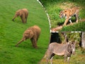 Travel concept with photos collage wild african animal