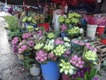 Lotus flower bouquets in a market in Hanoi, Vietnam. Royalty Free Stock Photo