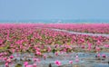 Talay Bua Daeng or Red water lily sea at Nong Han marsh Royalty Free Stock Photo