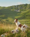 dog in the mountains. Brave Jack Russell Terrier in nature