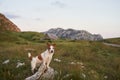 dog in the mountains. Brave Jack Russell Terrier in nature