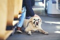 Travel with dog by public transportation Royalty Free Stock Photo