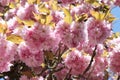 Travel France: sakura blossom in Paris