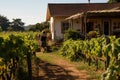 Wine countryside summer grapes agriculture landscape background winery nature vineyard farming vine rural Royalty Free Stock Photo