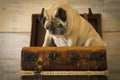 Travel holiday vacation concept with nice funny pug dog sit down inside an old vintage luggage - brown color tones and traveler