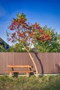 Travel ideas. One Empty Park Bench Under Red Acacia Tree Against High Fence