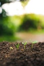 Travel in the jungle Dark and cold treePlanting trees.Tree growth,Seedling In nature Green and gold Royalty Free Stock Photo