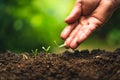 Travel in the jungle Dark and cold treePlanting trees.Tree growth,Seedling In nature Green and gold Royalty Free Stock Photo